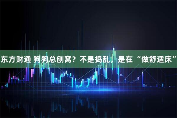 东方财通 狗狗总刨窝？不是捣乱，是在 “做舒适床”